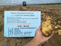 马铃薯种植用抗旱保水剂SUPERSAP